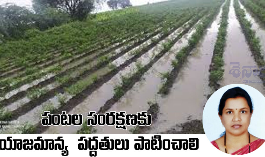 Agri : పంటల సంరక్షణకు యాజమాన్య పద్ధతులు పాటించాలి